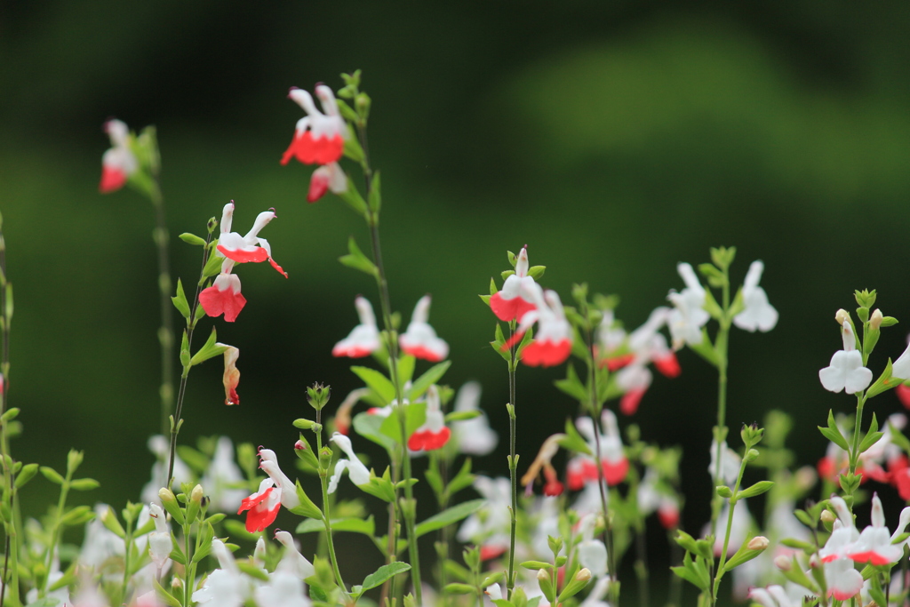 チェリーセージ