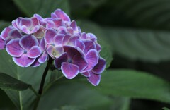 夕暮れのアジサイ