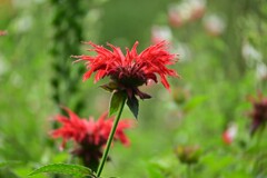 松明花