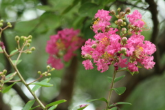 百日紅の咲く季節