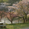 桜の安らぎ