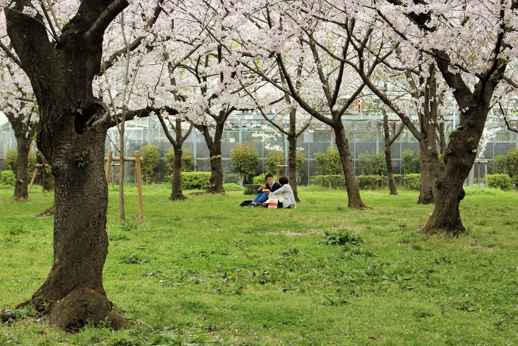 花見