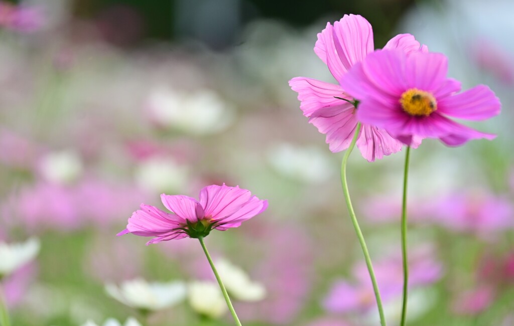 ピンクな秋桜