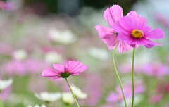 ピンクな秋桜