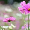 ピンクな秋桜