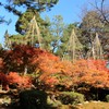兼六園の秋色