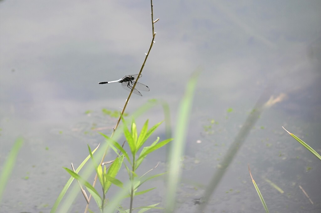 池中のトンボ