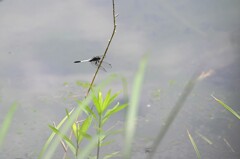 池中のトンボ