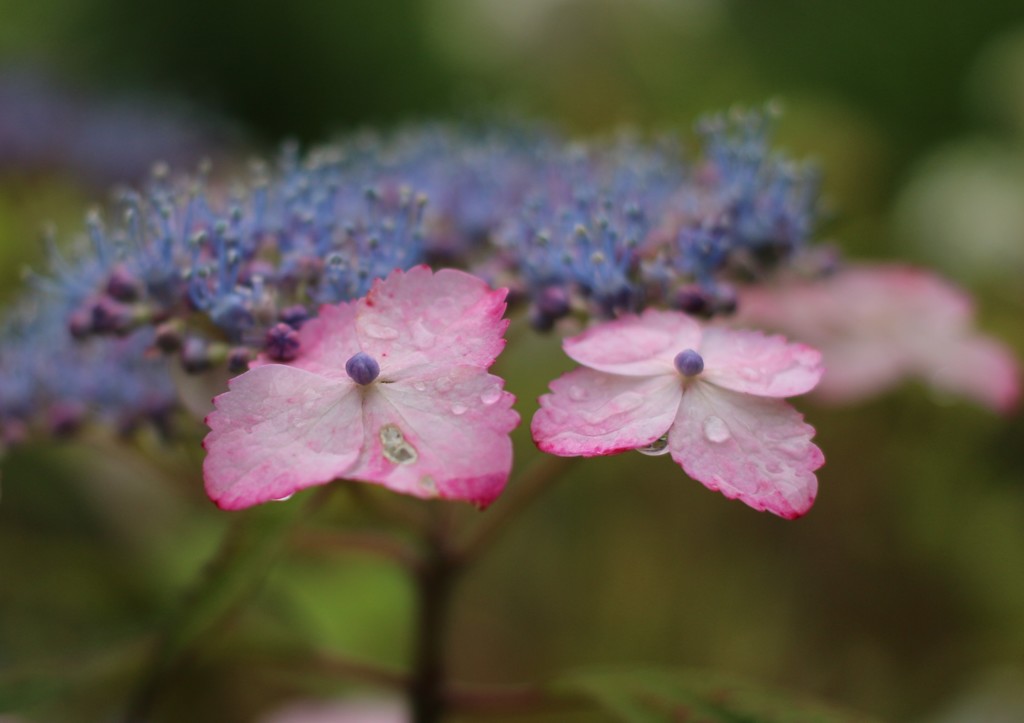 雨後の紫陽花