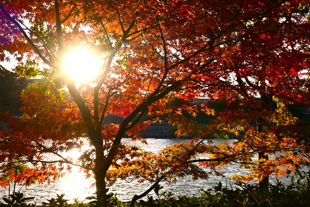 輝きの紅葉