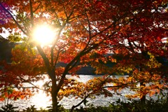 輝きの紅葉