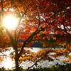 輝きの紅葉