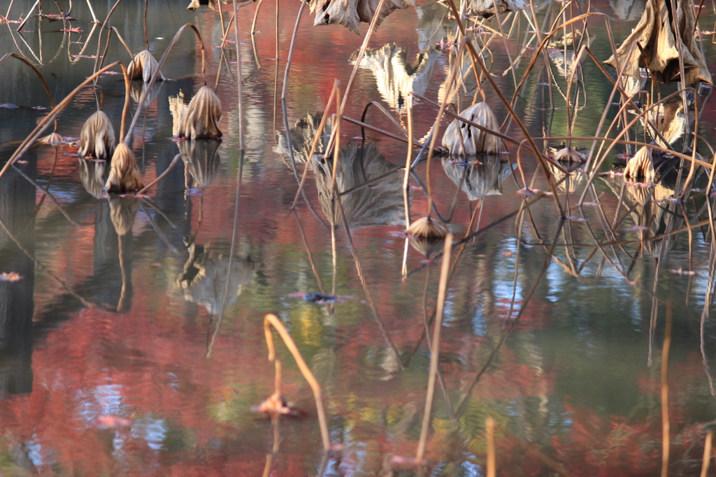 池に映る紅葉