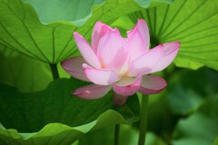 太陽を浴びる蓮