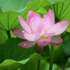 太陽を浴びる蓮