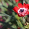 アネモネ（風の花）