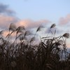ススキと雲