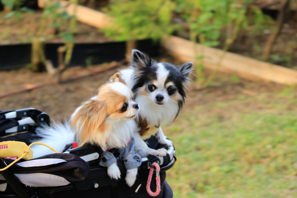 でかげる子犬２