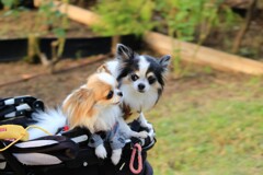 でかげる子犬２