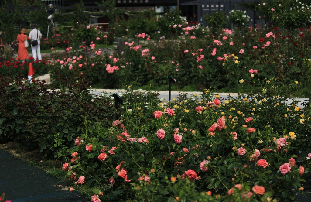 午後の薔薇園