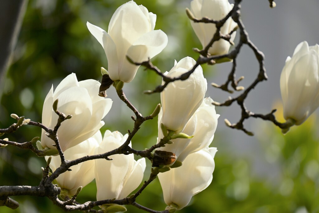 春を告げるハクモクレン