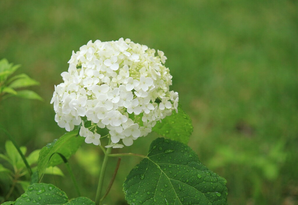 白い紫陽花