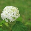 白い紫陽花