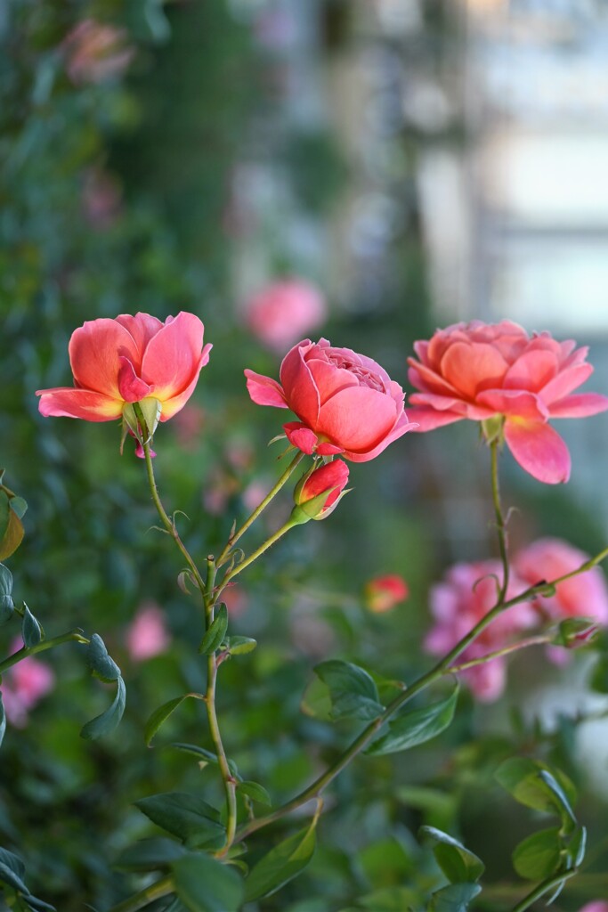 深秋の薔薇