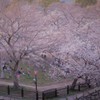 春爛漫Ⅱ