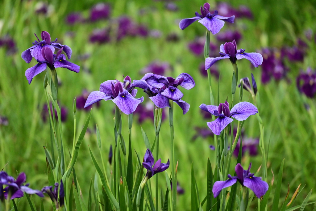 アヤメの群生