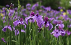 雨上がりの菖蒲園