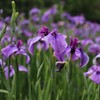 雨上がりの菖蒲園