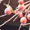 メジロと柿