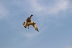 空に飛ぶ