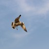 空に飛ぶ