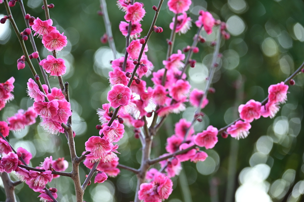 梅の花