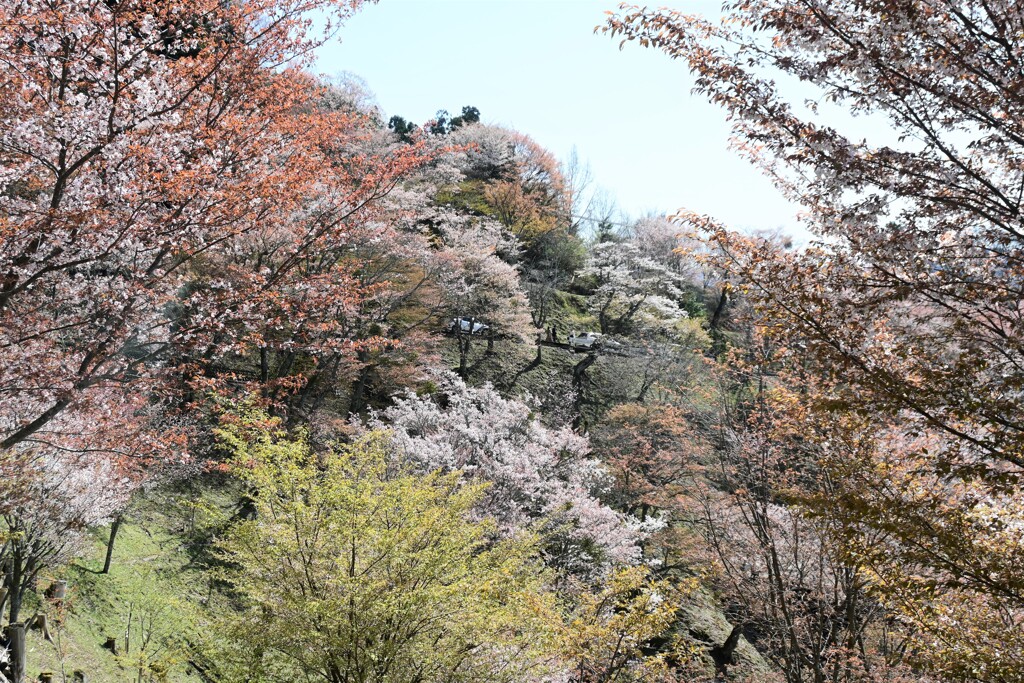 吉野山桜