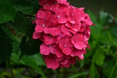 雨中のアジサイ