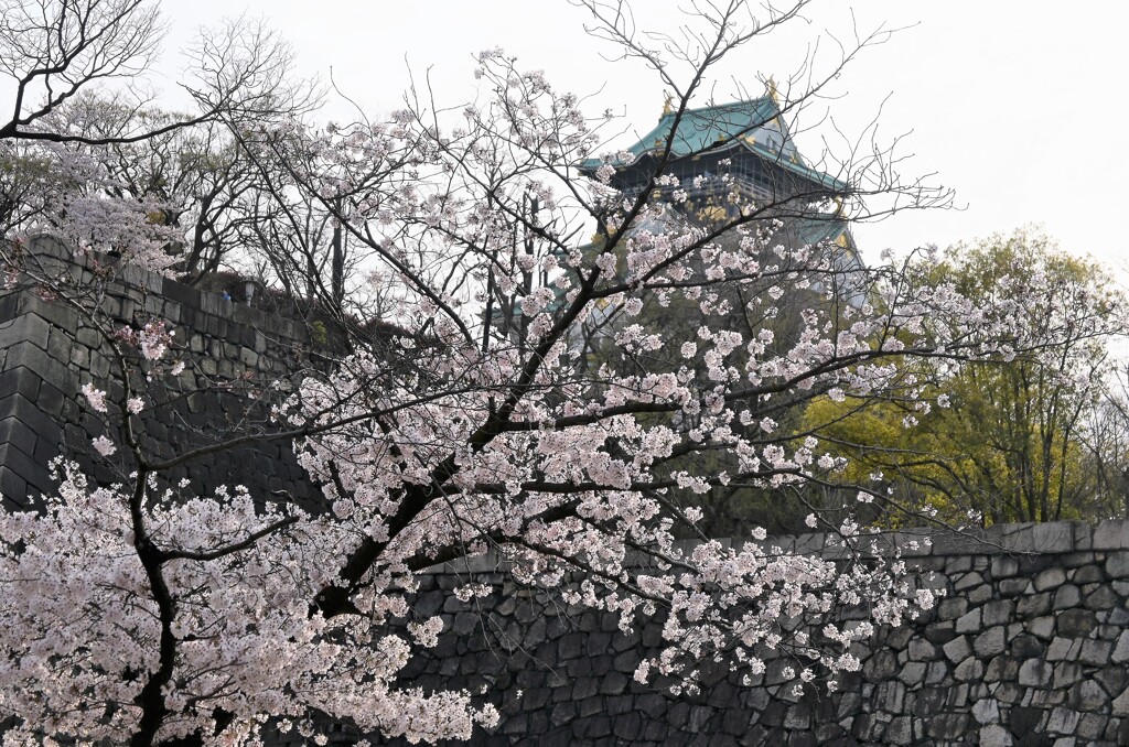 大阪城の桜