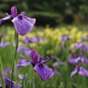 菖蒲園