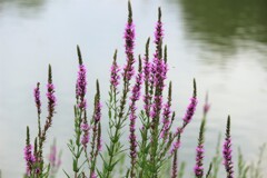 水辺に咲くミソハギ