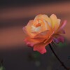 優雅に咲く