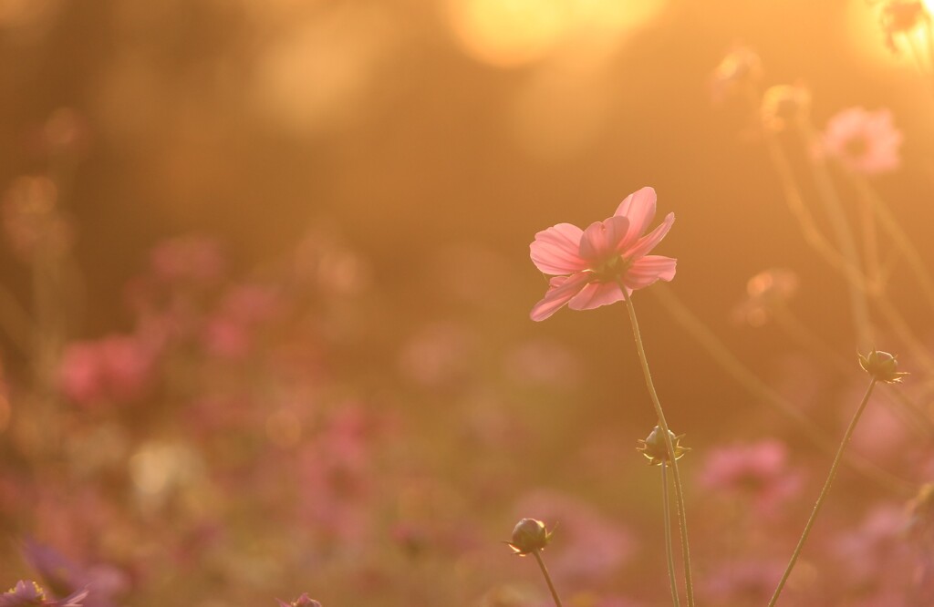 夕日に包まれる秋桜