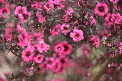 ギョリュウ梅ピンク