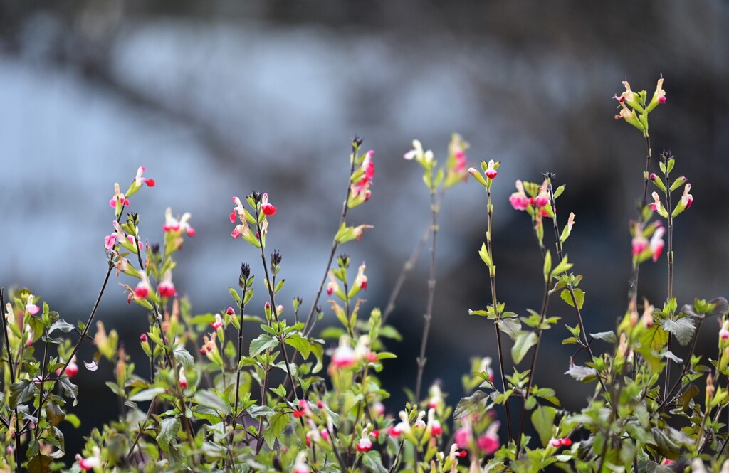冬日のチェリーセージ