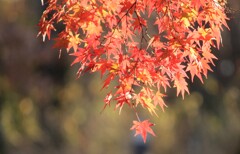 紅葉、日差し