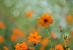 コスモス　マンダリン