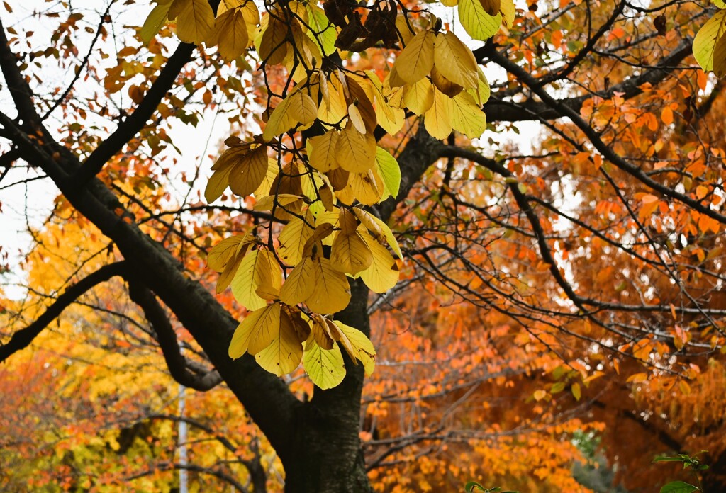 ハクモクレンの黄葉