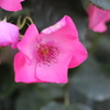 一重の薔薇