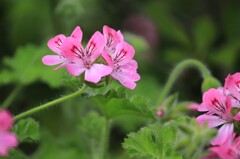 ローズゼラニウム